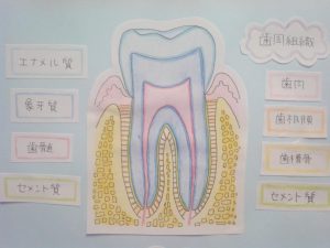 『豆知識』歯・歯周組織の構造