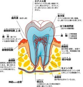 『豆知識』歯の神経って？