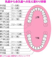 『豆知識』乳歯について⑥～歯の交換期