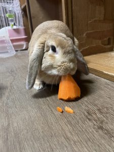 【ペット】うさぎ🐇