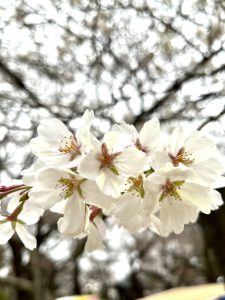 お花見日和