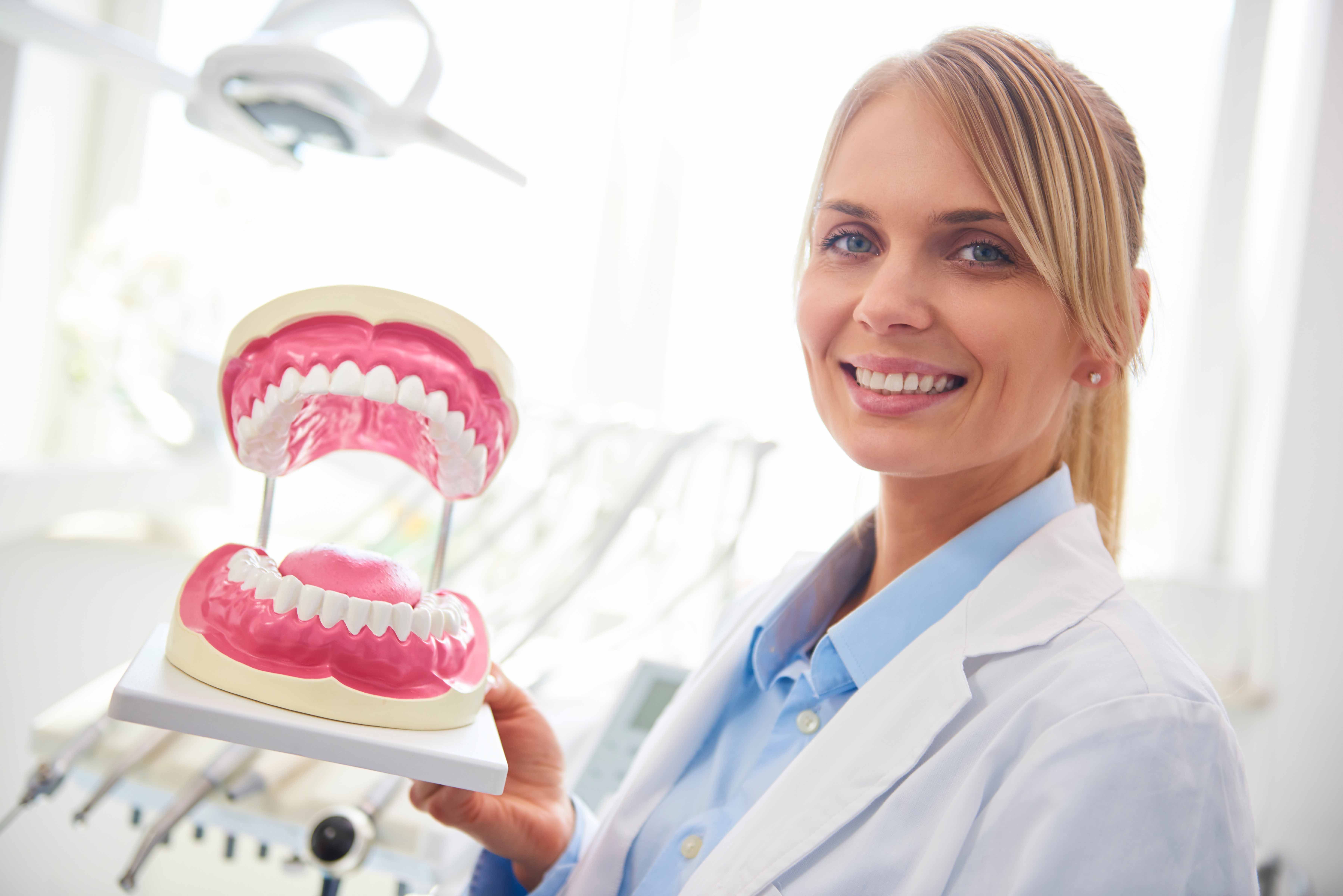 歯の模型を持っている女性の歯科医師