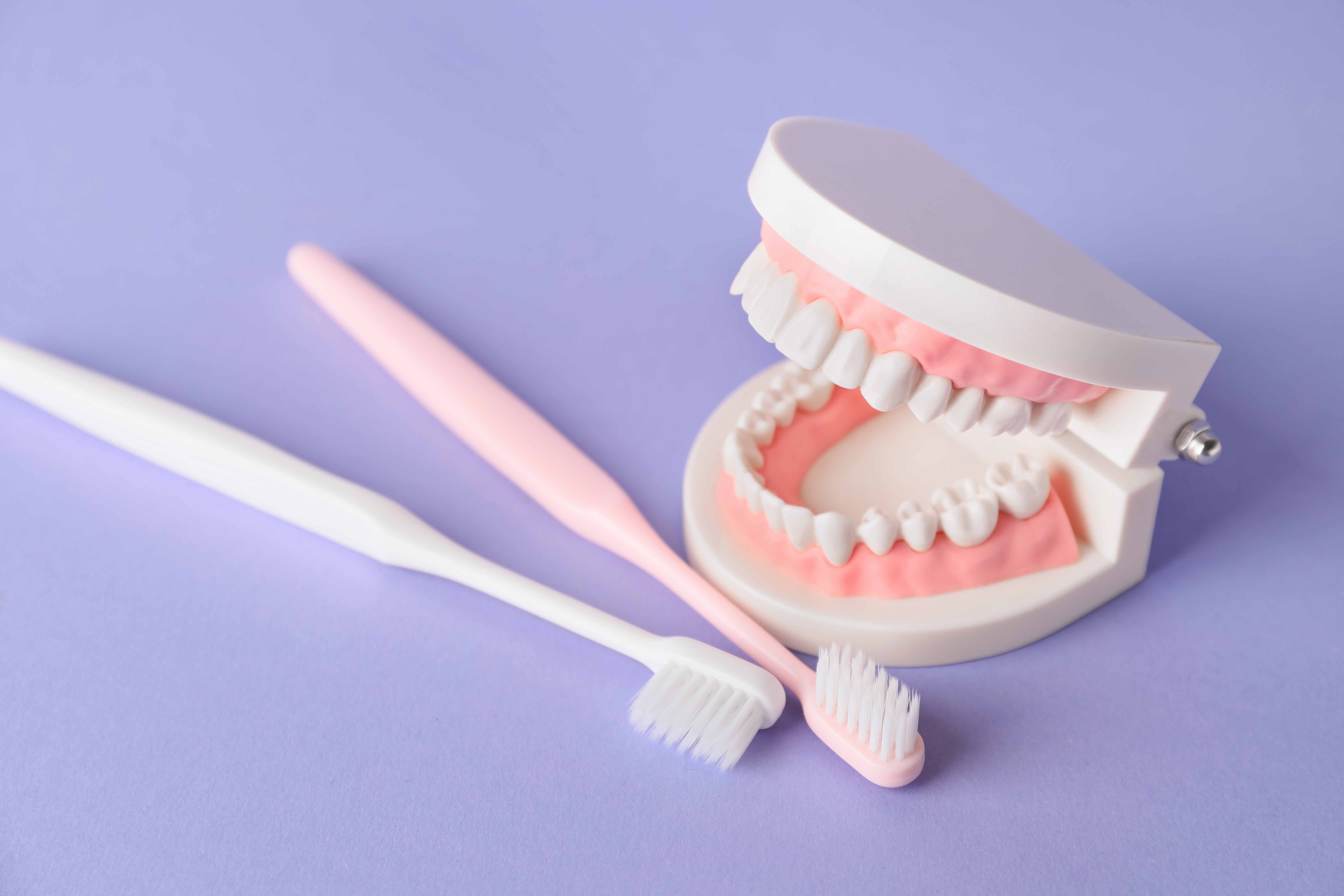 紫のテーブルの上に置かれた歯ブラシと歯の模型