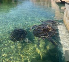 9月でも真夏気分！宮古島で海亀と泳いだ癒しの休日