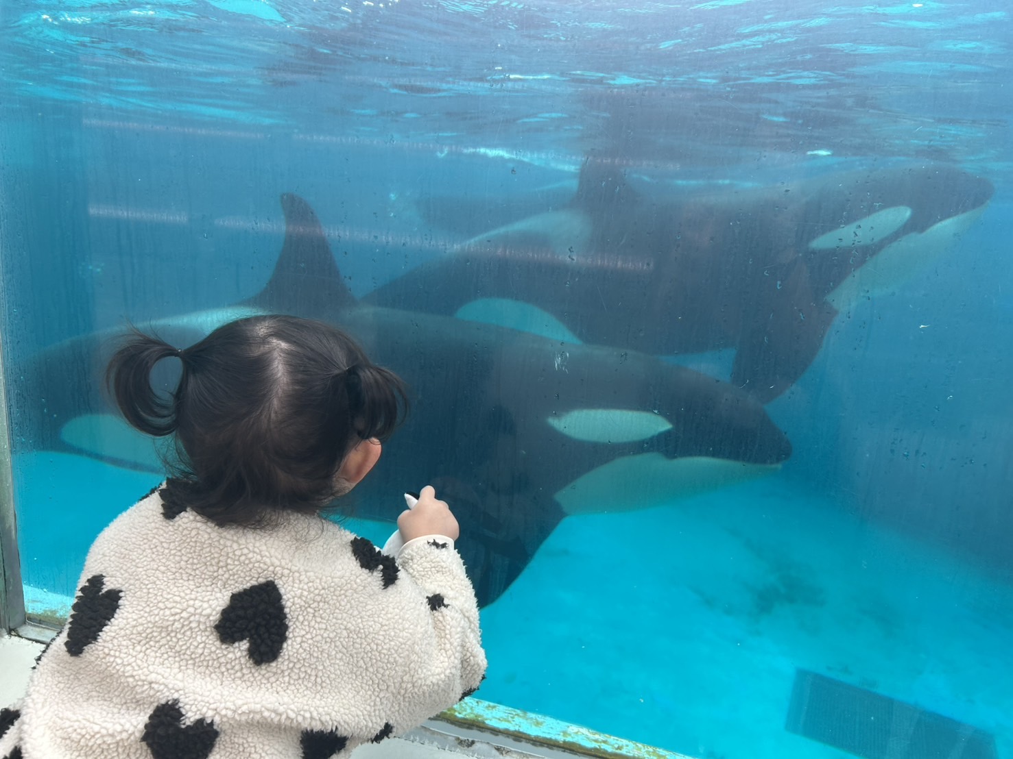 シャチの迫力と海の癒やし 鴨川シーワールドで過ごした休日
